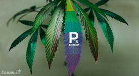 Нехватка фосфора у конопли