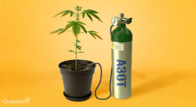 Нехватка азота у конопли