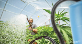 Полив растений: подготовка воды для полива