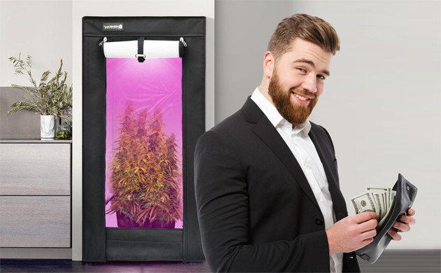 Используя наши советы можно собрать гроубокс имея небольшой бюджет Куст марихуаны в гроутенте