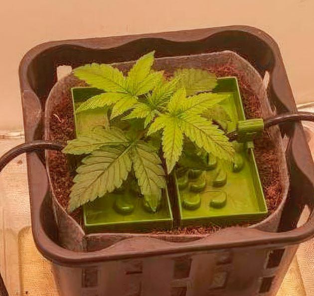 Растишка Auto Orange Bud на 2 неделе