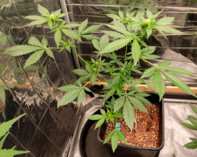 Куст Strawberry Gorilla Auto от FastBuds ростом 45 см