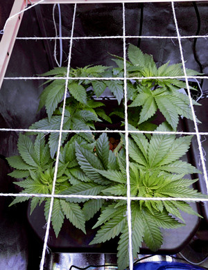 Цветение марихуаны