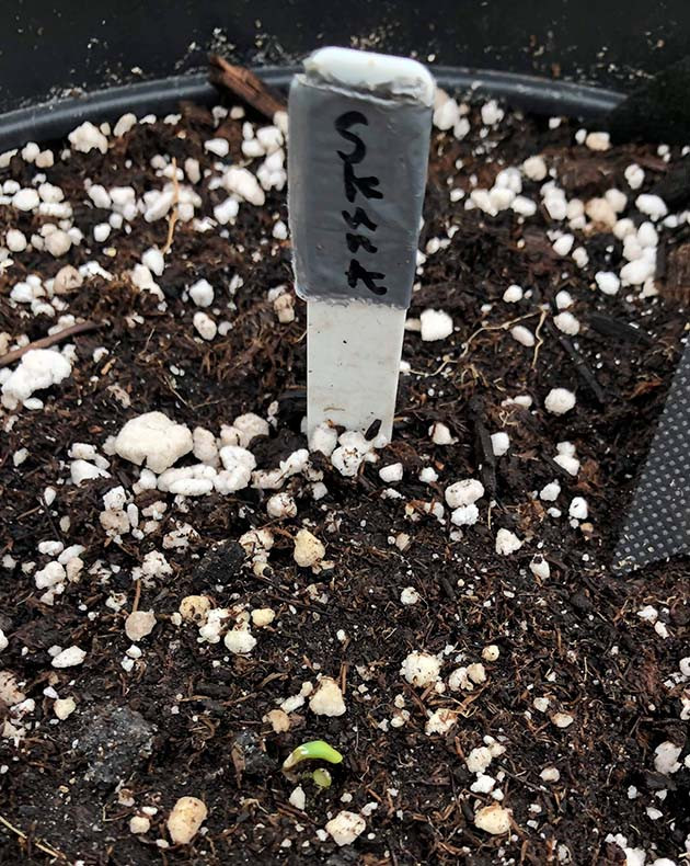 Проклюнувшийся росток конопли