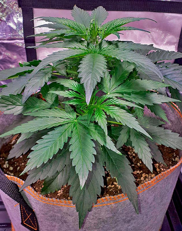 Apollo F1 Auto ростом 24 см