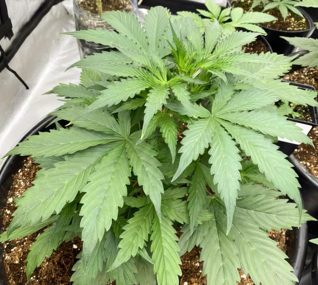 Куст Strawberry Gorilla Auto на 4 неделе выращивания