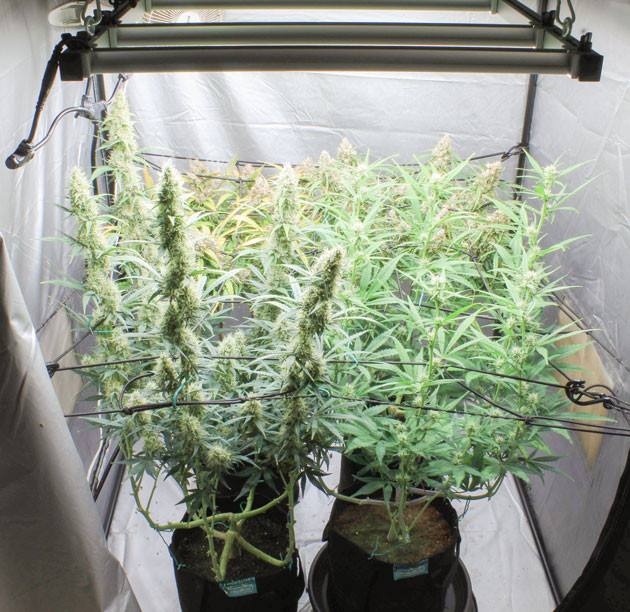 Tropicana Cookies Auto: этап цветения и ScrOG
