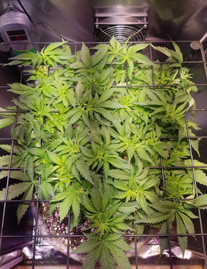 Пятая неделя выращивания Здоровый куст Pineapple Chunk