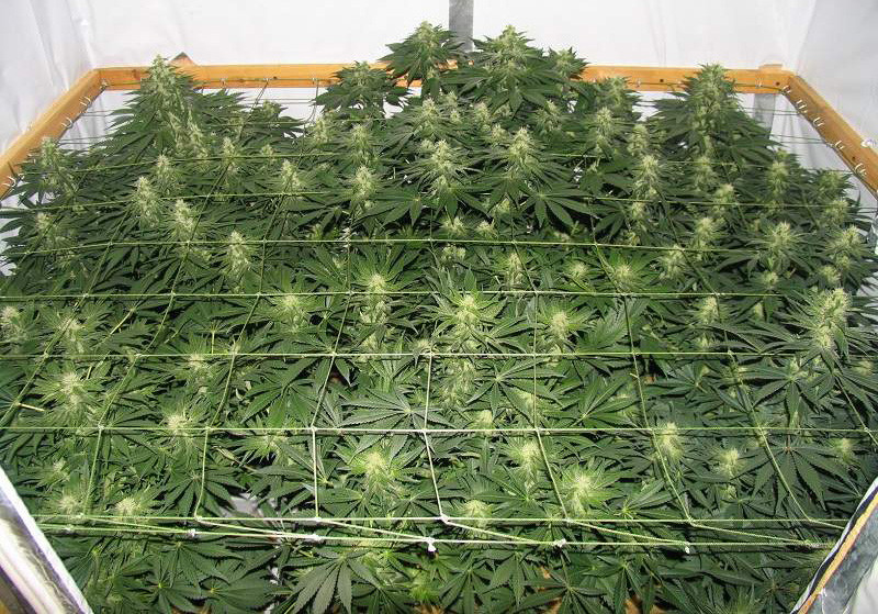 Созревшие кусты Jack Herer