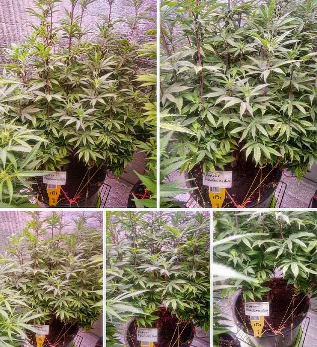 Предцвет конопли
