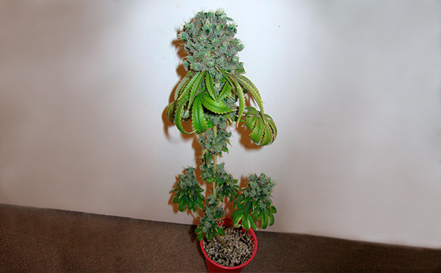 Харвест с куста конопли в пластиковом стакане