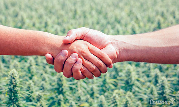 тест про каннабис проверь свои знания о марихуане