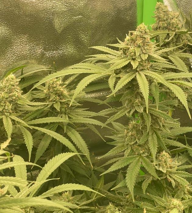 Куст Fullgas от GHS на последней неделе выращивания