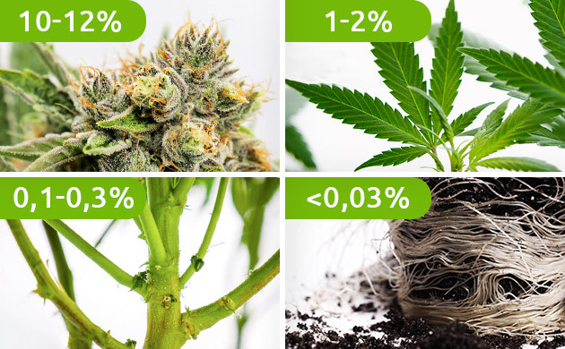 Содержание ТГК в соцветии, листьях, стебле и корнях