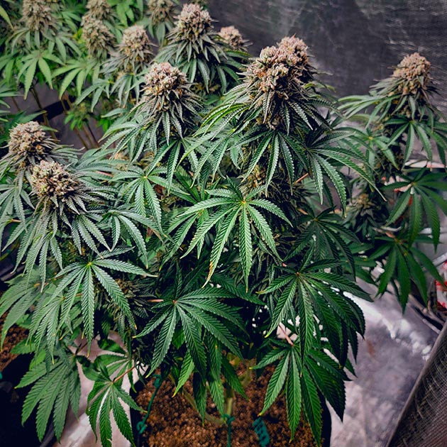 Увеличение бутонов DDoS #33 Финальный прирост бутонов DDoS #33