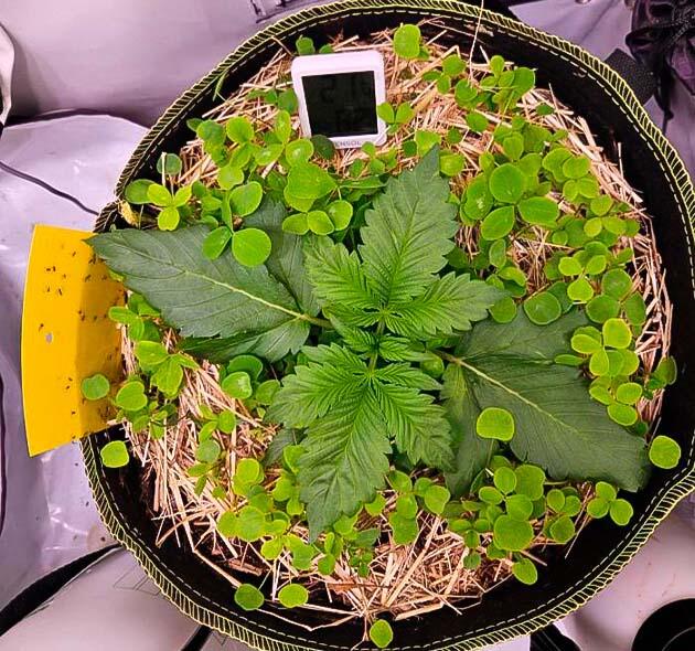 Приземистость благодаря особенности лампы Растишка Lemon Cherry Gelato Auto R3 на стадии вегетации
