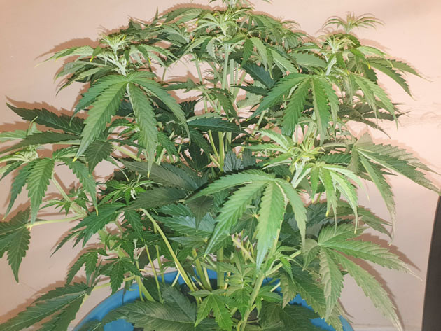 Перевод на цветение растения Wedding Cake Auto Стимуляция цветения сорта Wedding Cake Auto