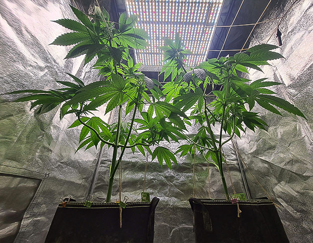 завершение вегетации Chemical Bride