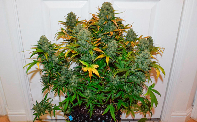 Куст конопли перед харвестом