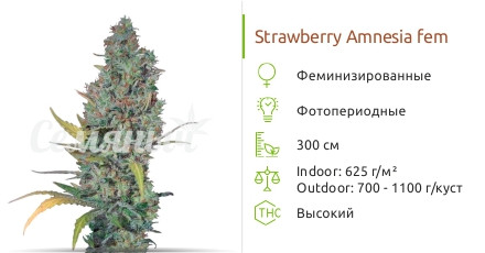 Сорт конопли Strawberry Amnesia Strawberry Amnesia fem (Dinafem Seeds)