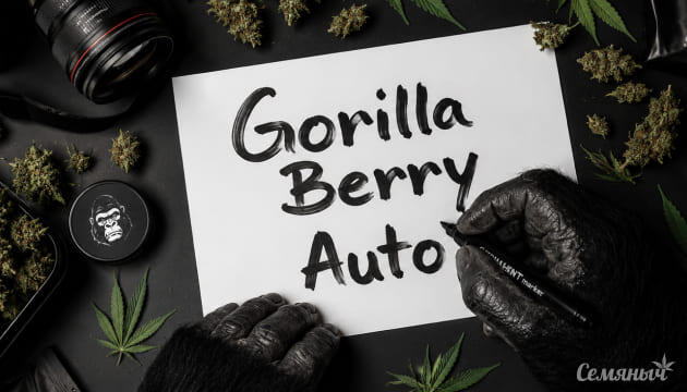 Гроурепорт сорта Gorilla Berry Auto от Семяныча