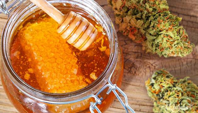 Приготовление конопляного меда Мед и шишки конопли