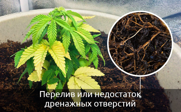 заболевания корней каннабиса из-за неправильного полива заболевания корней каннабиса из-за неправильного полива