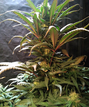 Проблемы с ожогами на конопле