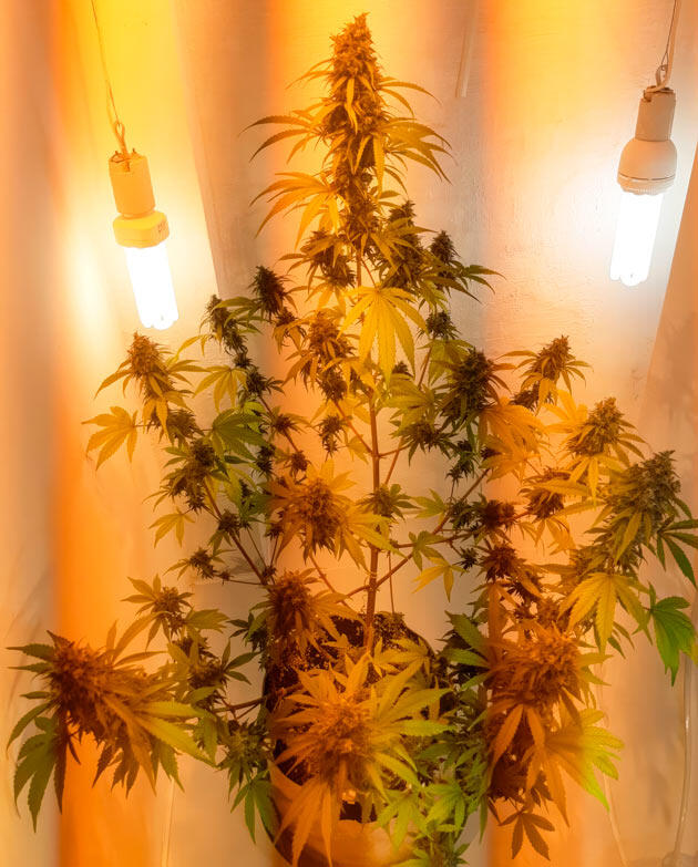 Полив чистой водой Куст Zkittlez Auto от сидбанка Семяныч на 12 неделе