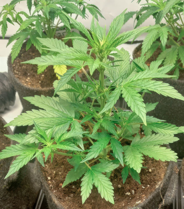 4 неделя роста конопли Марихуана ростом 30 см