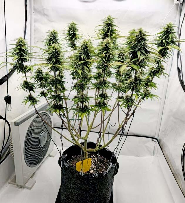 Развитие шишек Куст Super Silver Haze от GHS на 13-14 неделе развития