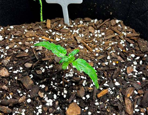 Проращивание семени Проращивание сорта Gelato