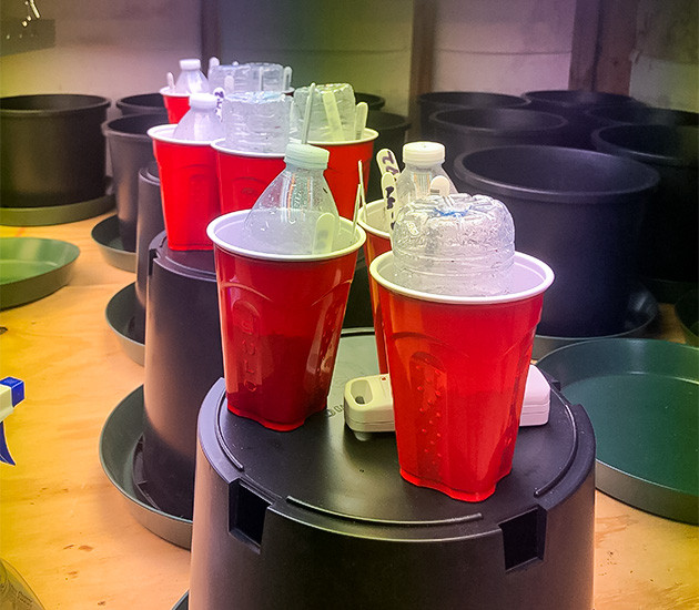 Проращивание семян конопли Gelato Auto