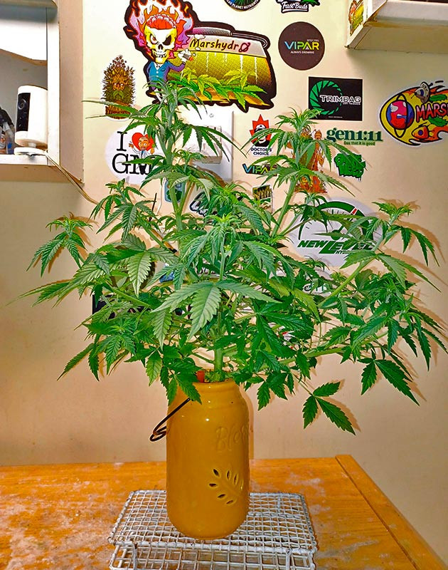 Куст Sour Diesel Auto от Herbies Seeds на 5 неделе выращивания