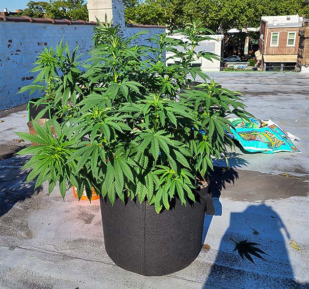 Стимуляция цветения сорта Runtz Punch Перевод на цветение растения Runtz Punch