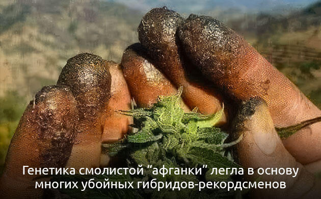 Уровень ТГК в различных видах конопли