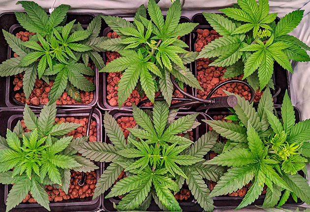 Кусты Bruce Banner #3 от Herbies Seeds на 5 неделе