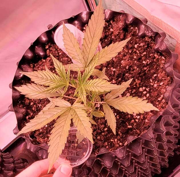 Состав удобрений для марихуаны Растишка Grand Gorilla Purple Auto от Семяныча на 3 неделе