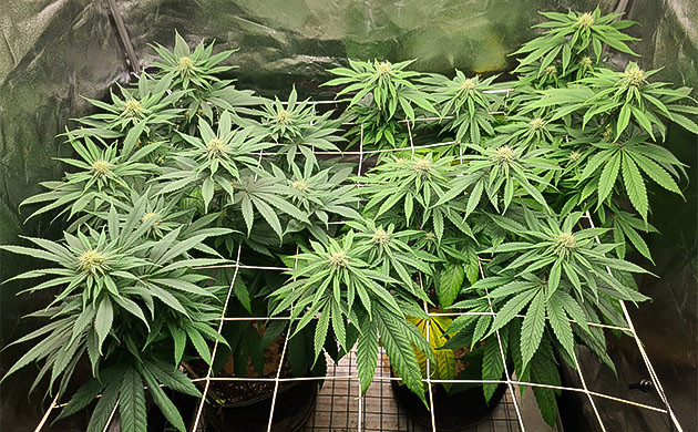 борьба с вредителями