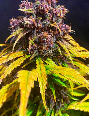 Шишка фиолетового цвета