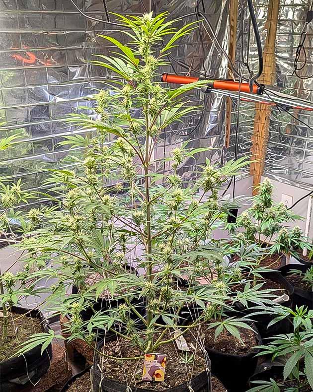 Кусты Peach Crescendo Auto RF3 на 9 неделе выращивания