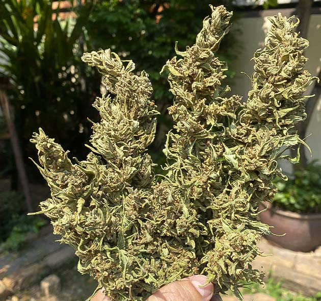 Сбор урожая с кустов Голоса