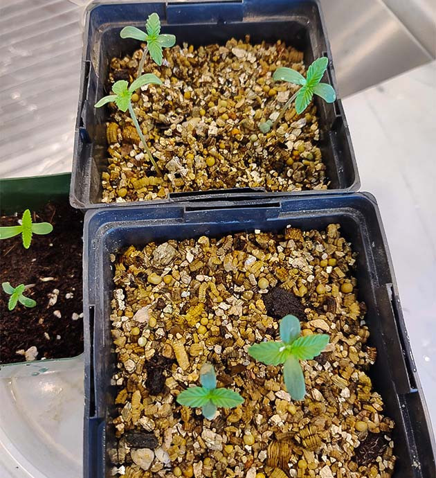 Высадка проросших семян Высадка ростков Wedding Gelato