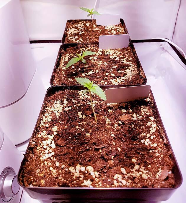 Ростки сорта Royal Runtz