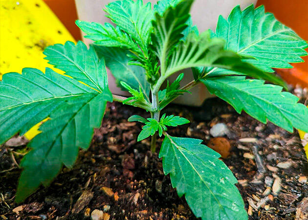 Растишка Peach Crescendo Auto RF3 от Ethos Genetics на 2 неделе