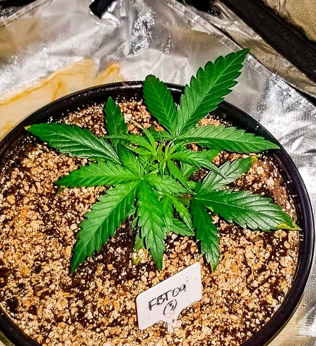 Стимуляция роста куста Original Auto Sour Diesel