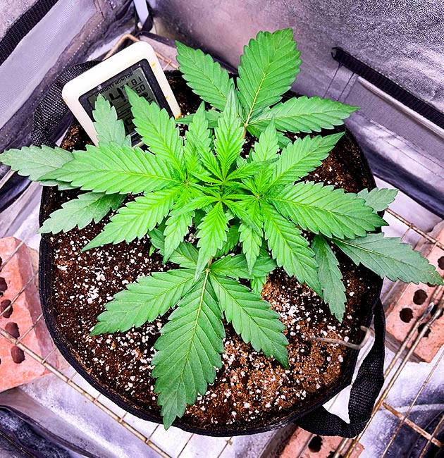 Bruce Banner Auto дневник по выращиванию Подкормка куста Bruce Banner Auto