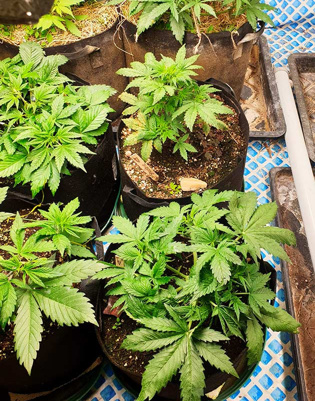 Развитие каннабиса на 5 неделе роста Второй и третий куст Smoothie Auto