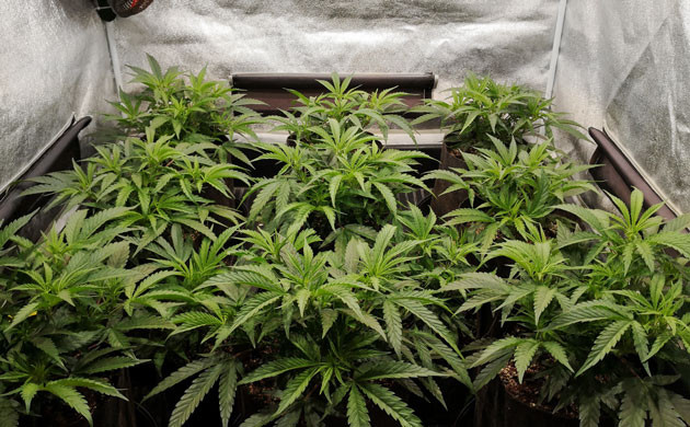 Девять клонов в гроубоксе