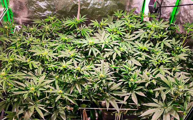 Неделя 9: смена раствора Bubba Island Kush смена раствора на 9ой неделе